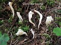 Clavulina rugosa-amf419
